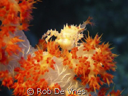 Softcoralcrab, Sony P5 by Rob De Vries 